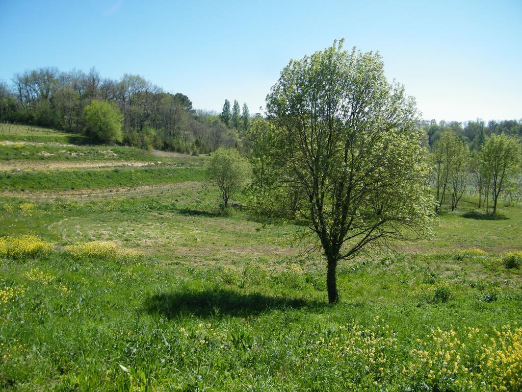 Clos Vieux Rochers Vineyard Puisseguin Exterior foto